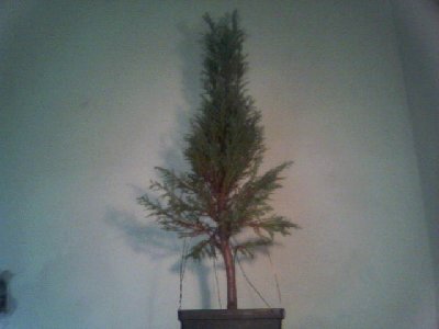 Drzewo wyglÂąda na gĂŞste, ale w rzeczywistoÂści nie jest. WidaĂŚ to po rozgiĂŞciu gaÂłĂŞzi.