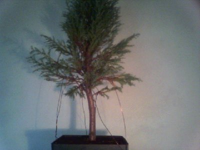 PieĂą ma naturalne wygiĂŞcie.