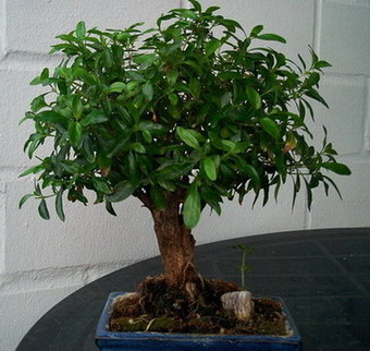 serissa teraz