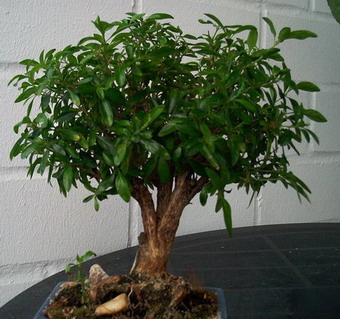 serissa teraz