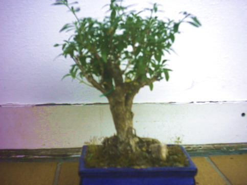 serissa wiosna po zakupieniu