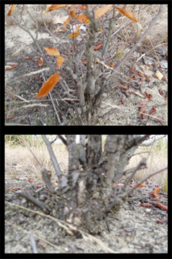 to jest wiÂąz pospolity