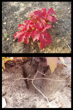 to drzewko to dab czerwony