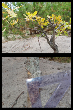 to dzewko to dab szypulkowy