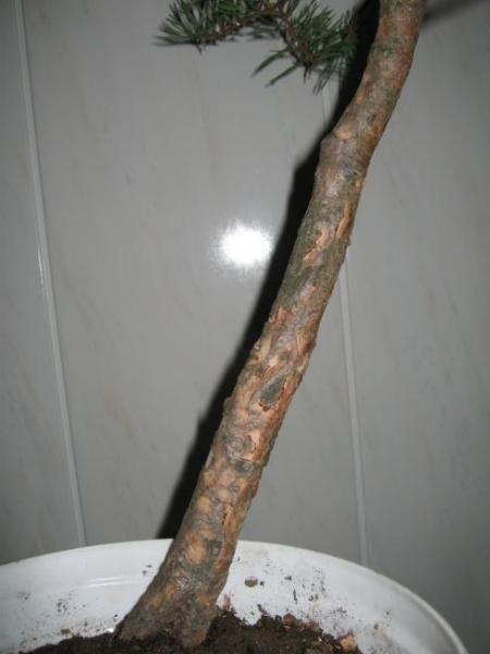 Pieniek. Przy podstawie ma okoÂło 15 cm obwodu. ChciaÂł bym tez zrobiĂŚ shari ale to za pare latek.