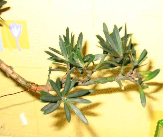 zamieszczam zdjecie galazki