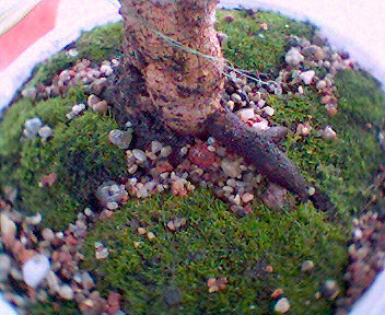 BryÂła korzeniowa.