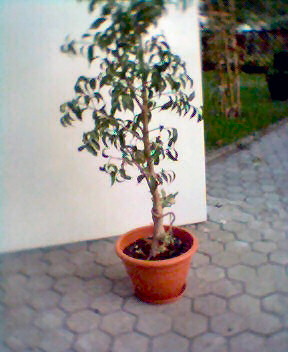 Benjaminek przed katuszami.