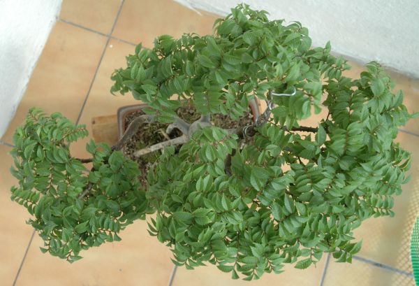 korona z gĂłry.jpg