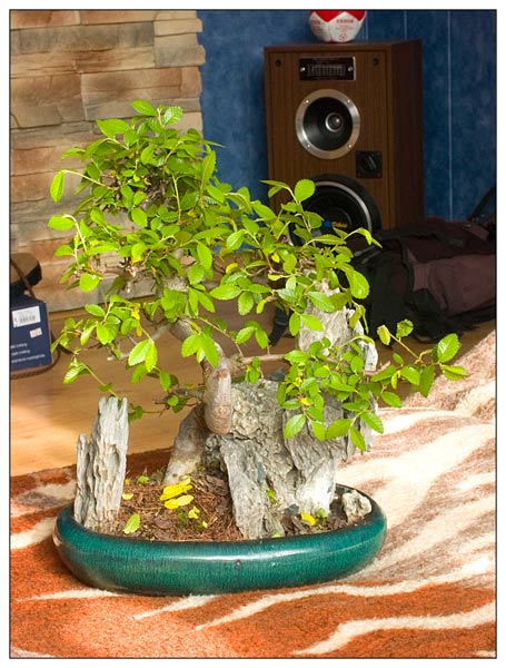 bonsai1.jpg