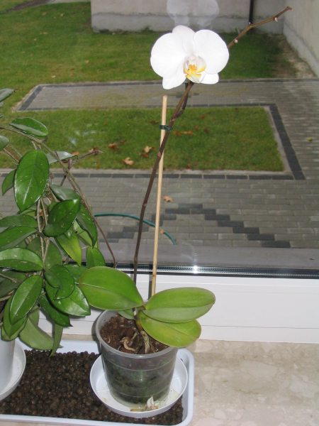 phalaenopsis??