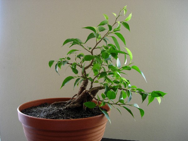 paÂździernik 2005; 22cm wys. 
<br />"Pochylony"...