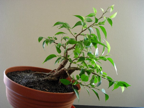 ...a moÂże pĂłÂłkaskada?