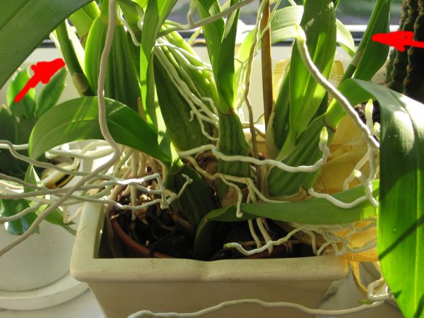 dwie oddzielne Âłodygi kwiatowe