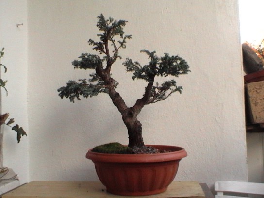 cyprys 2005 jesieĂą.jpg