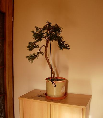 JaÂłowiec sabinski.JPG