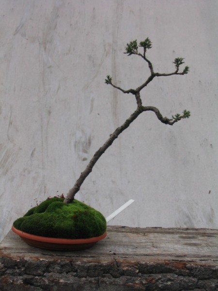 ukorzeniona sadzonka i "uformowana" w 2000r pĂłÂźniej jÂą zostawiÂłem bez korygowania do 2004