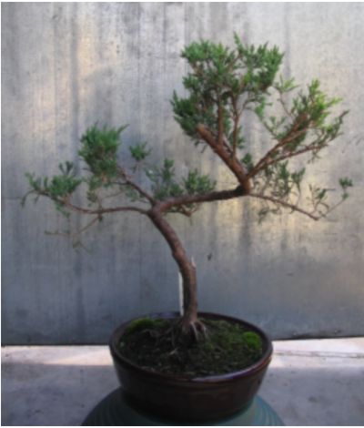 jaÂłowiec - rĂłwieÂśnik ktĂłry 4 lata dÂłuÂżej byÂł w ziemi zanim w 2004 go nie wykopaÂłem. JeÂśli nie widaĂŚ prawie 3x grubszy pieĂą u nasady