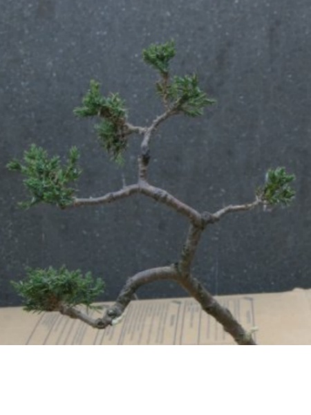 widok gĂłrnej czĂŞÂści drzewka