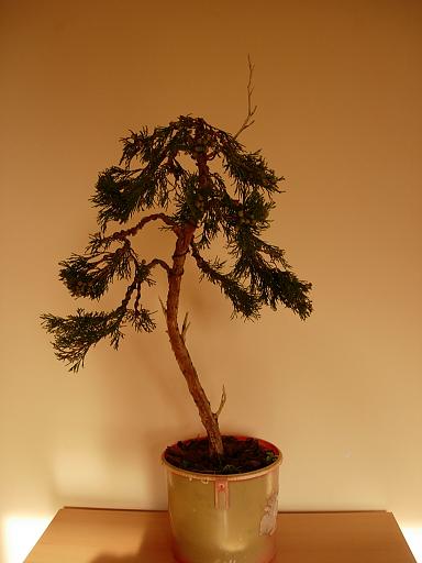 JaÂłowiec sabbb.JPG