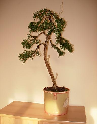 JaÂłowiec sabbb 2.JPG