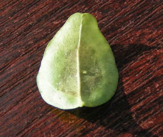 spodnia strona listka