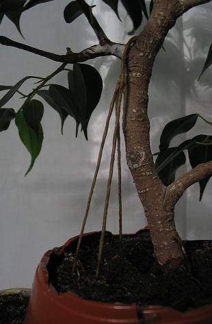 pare tygodni pod foliÂą