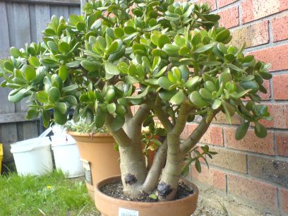 Ultra Jade - Spring 2005.JPG