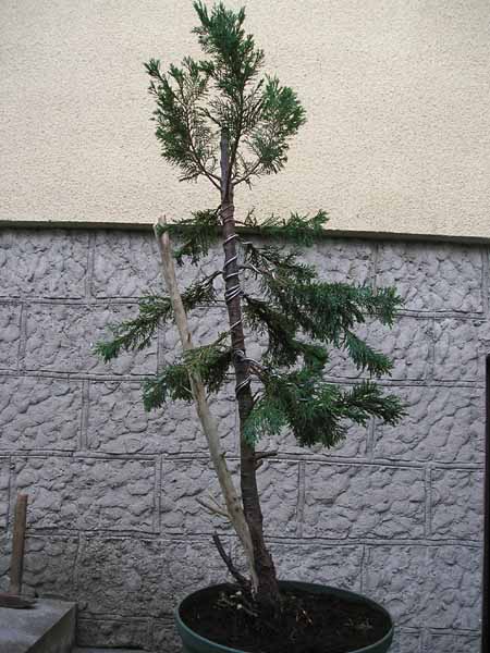 Zaraz po wykopaniu i odrutowaniu