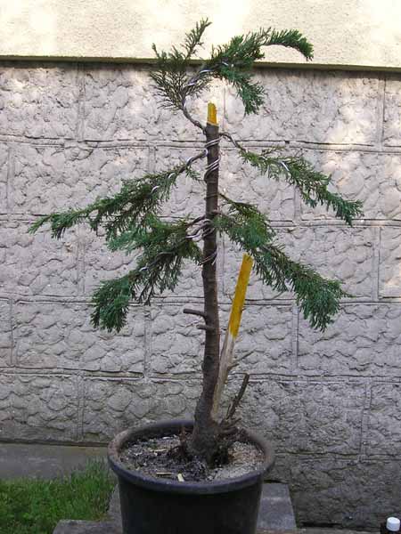 Po przesadzeniu do duÂżej donicy i pierwsze przymiarki o formy