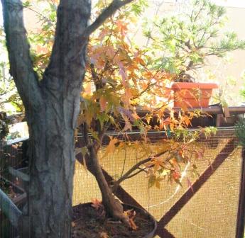 Kolon KK-jesieĂą 05.jpg