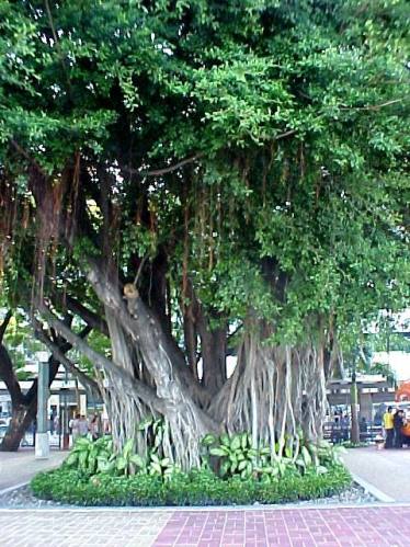 natureficus.jpg