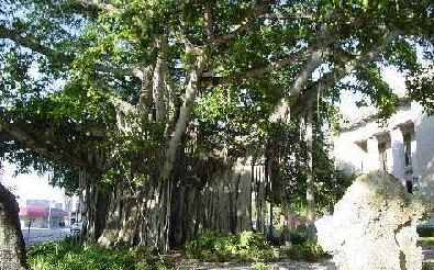 Ft Myers street  banyan2.jpg