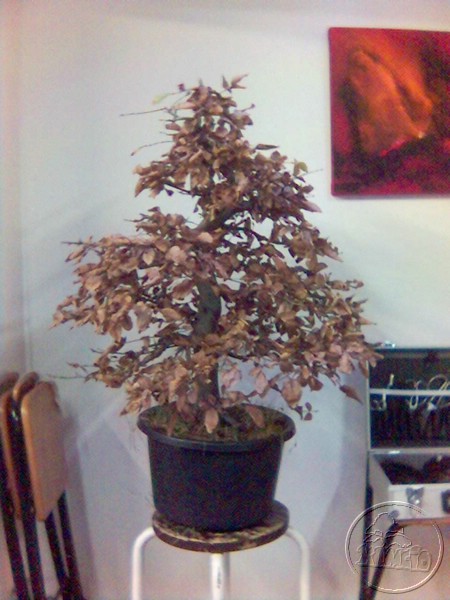 tak wygladalo to drzewko