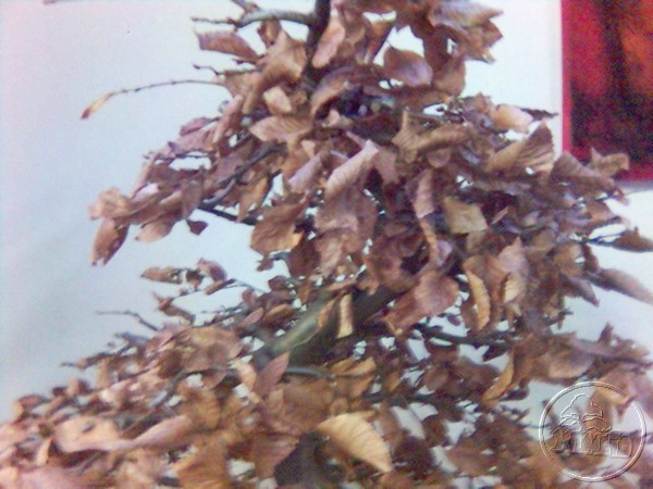 gorna czesc drzewka przed formowaniem