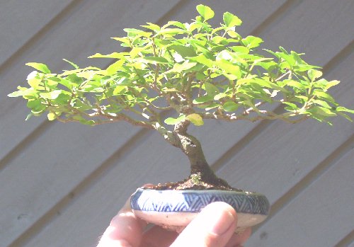 Ligustrum mame in hand 2.jpg