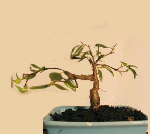 ficus_mame_virt.jpg