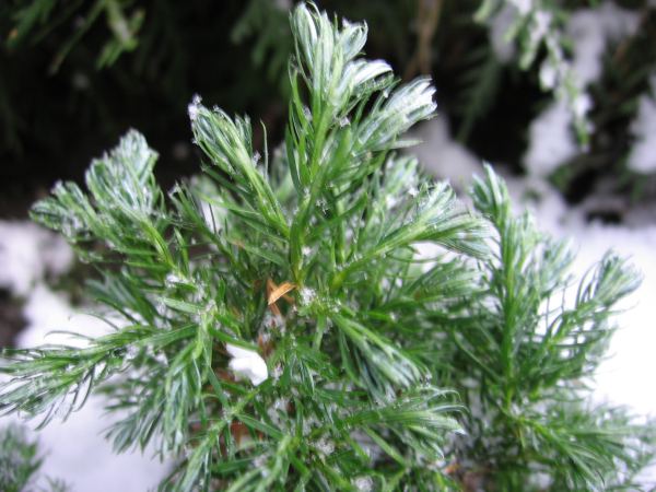 ZdjĂŞcai roÂśliny siostrzanej bo omawiane drzewko jest juÂż zabezpieczone przed mrozem