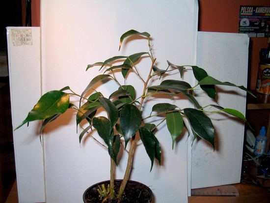 ficus-004.jpg