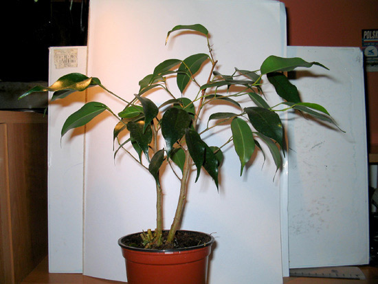 ficus-003.jpg