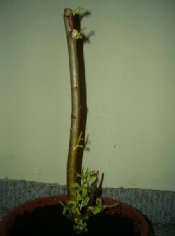 Wierzba PÂłaczÂąca