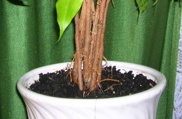 ficus1.jpg