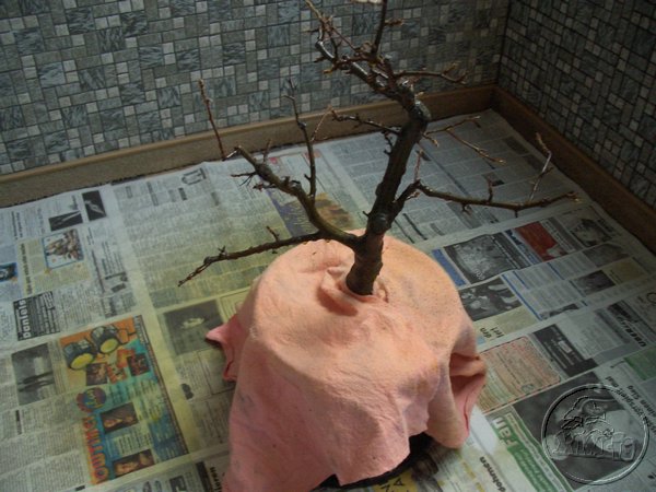 Te samo drzewko zaraz po oprysku