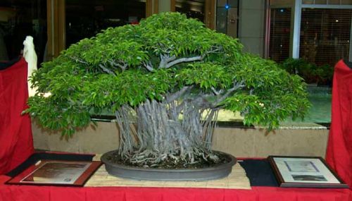 Ficus_Banyan.jpg