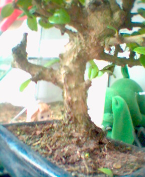 to zjĂŞcie samej gaÂłĂŞzi z bliska