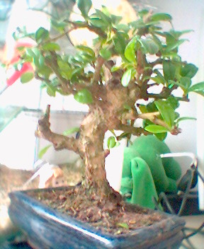 to zdjĂŞcie drzewka, "z boku"