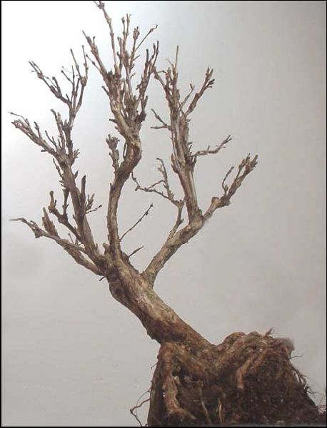 Serissa  foetida nabyta w markecie po pĂłÂłrocznym trzymaniu w domu