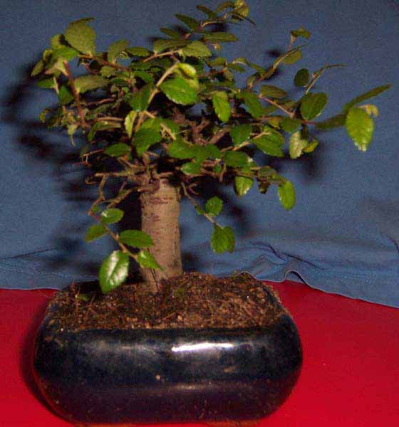 front drzewka (wstĂŞpne zaÂłoÂżenie :) )