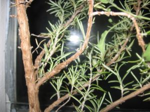 Kandydat na Bonsai 2