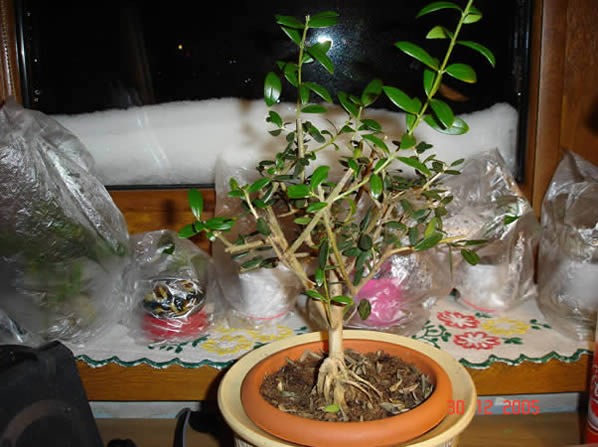 Widok "od przodu". Z tej strony nie mam zamiaru go prezentowaĂŚ, wiĂŞc daje tylko ze wzglĂŞdu na ukÂład gaÂłĂŞzi.